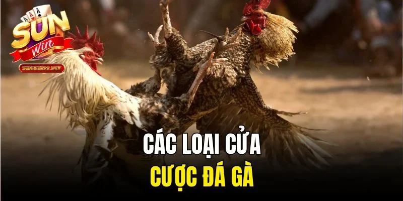 Các loại cửa cược đá gà