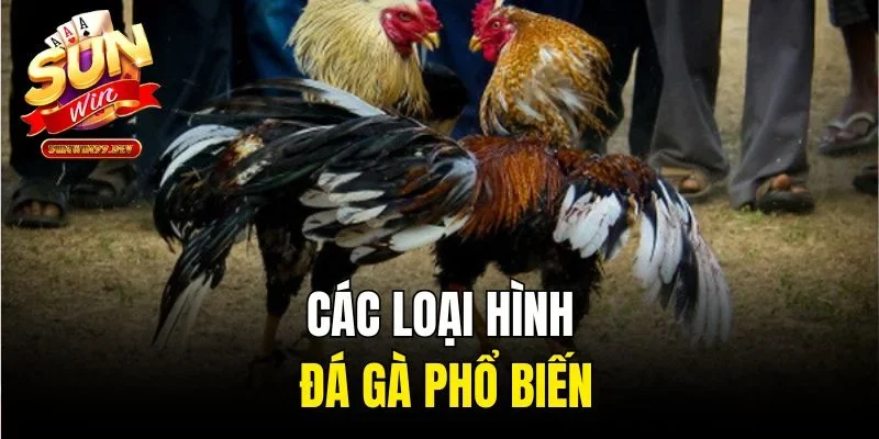 Các loại hình đá gà phổ biến