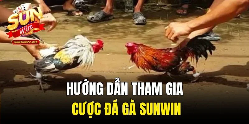 Hướng dẫn tham gia cược đá gà Sunwin